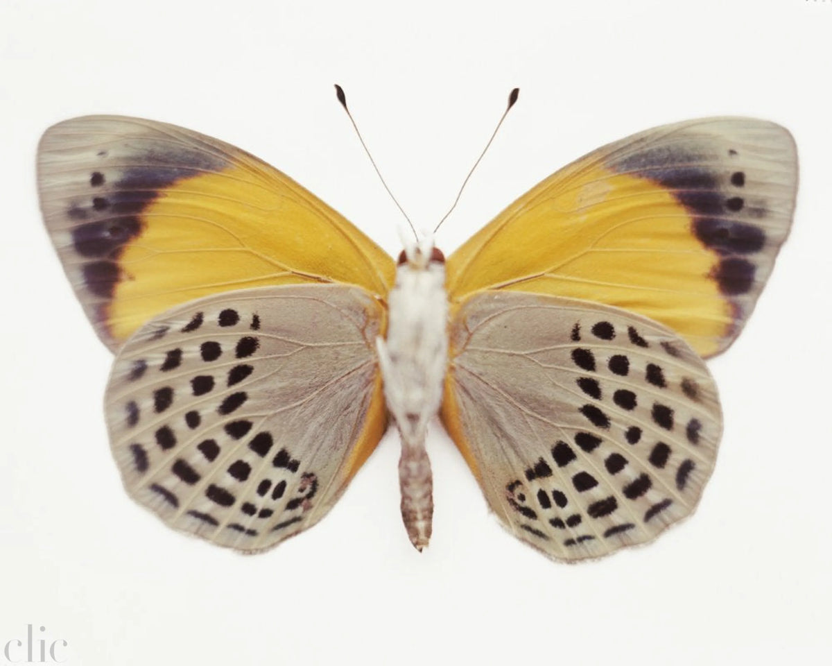 Untitled (16_0745), 2010 by Samuel Bayer