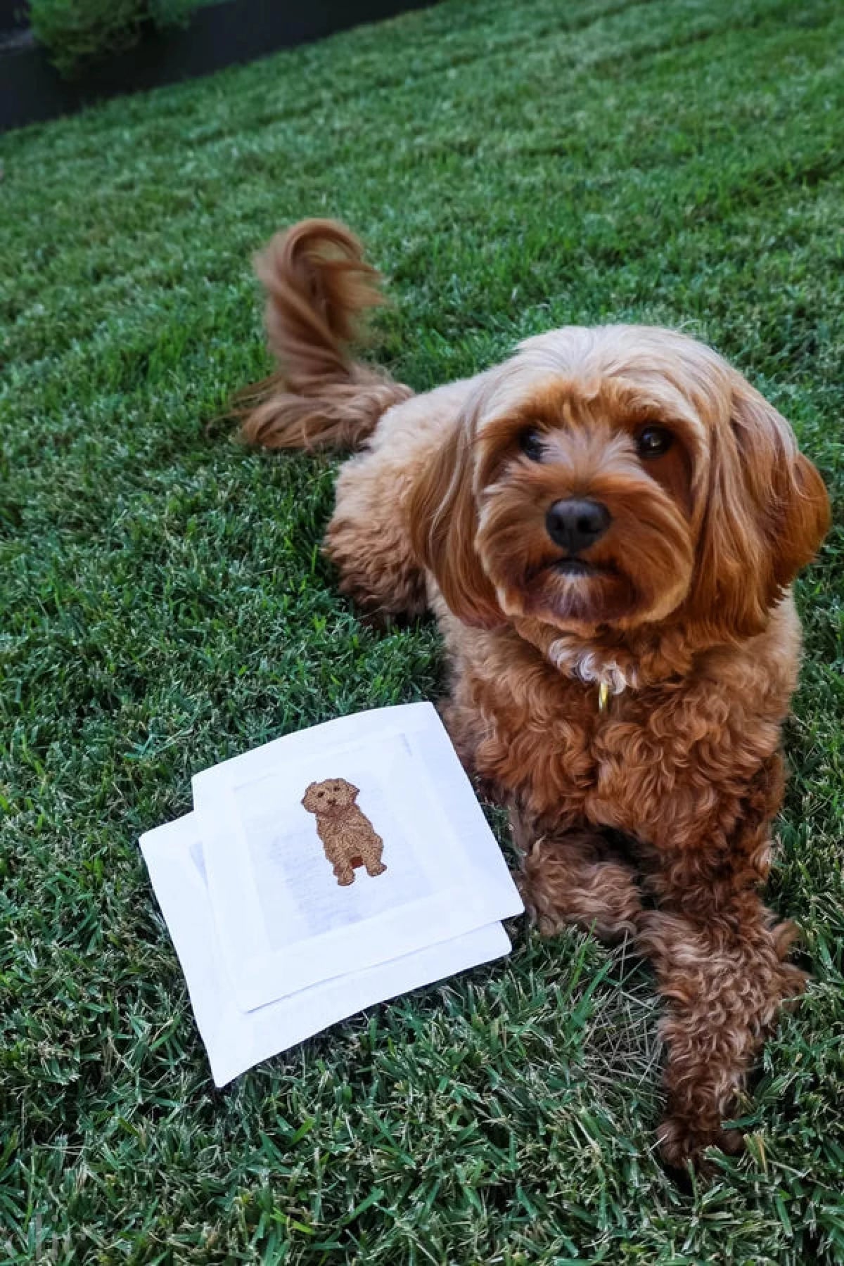 Cavapoo cocktail Napkins