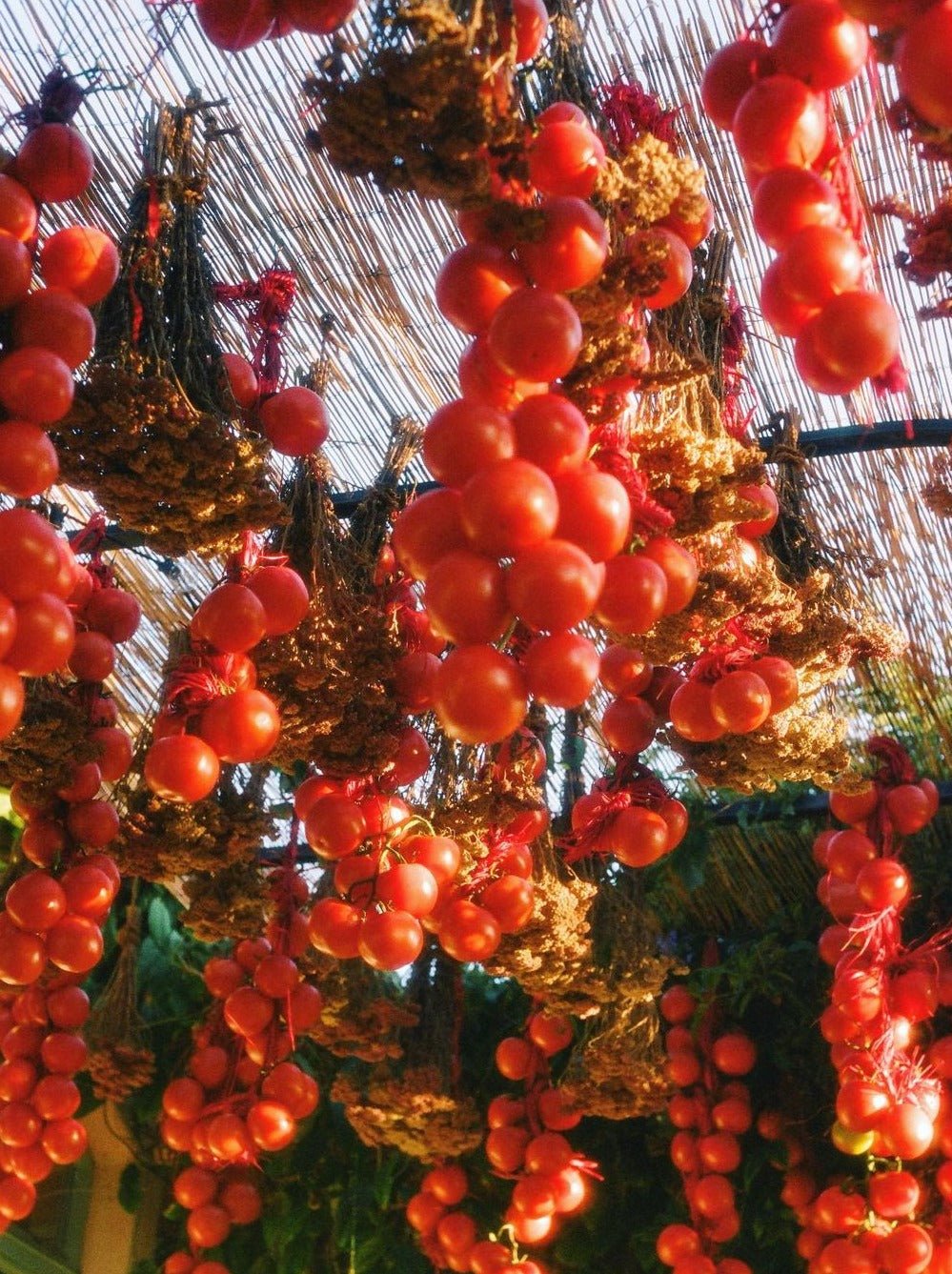 TOMATO