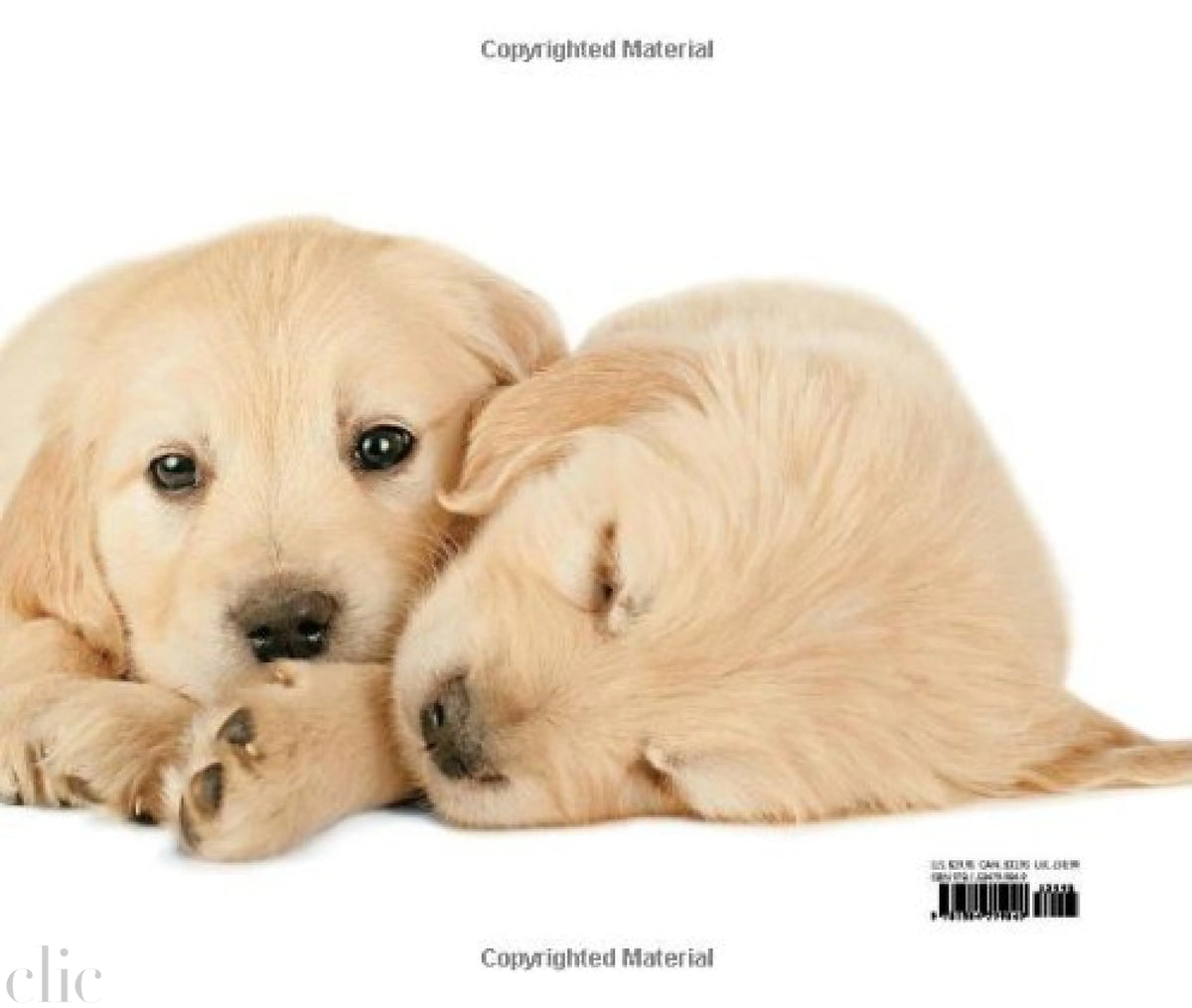 Puppyhood: Life-size Portraits of Puppies at 6 Weeks Old