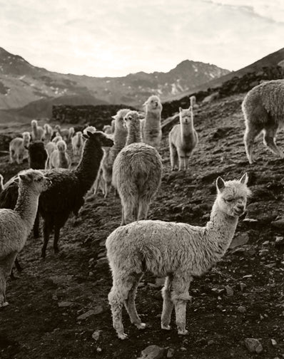 Llamas Peru by Anne Menke