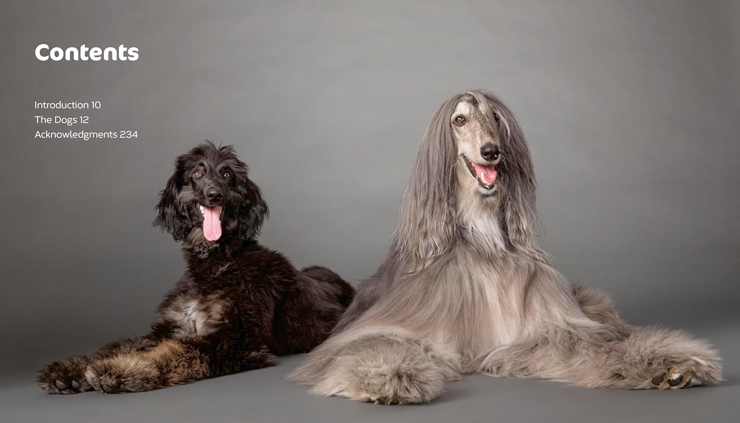 The Best Dog: Hilarious to Heartwarming Portraits of the Pups We Love