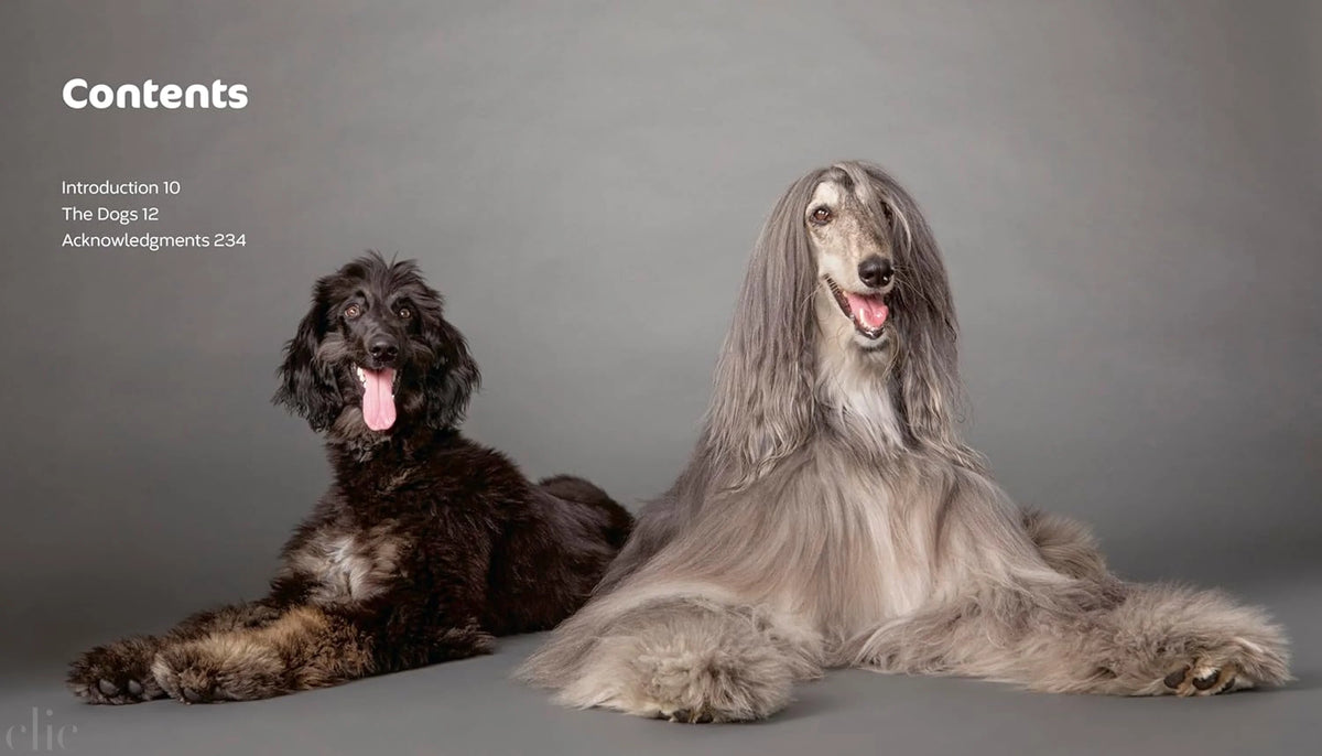 The Best Dog: Hilarious to Heartwarming Portraits of the Pups We Love