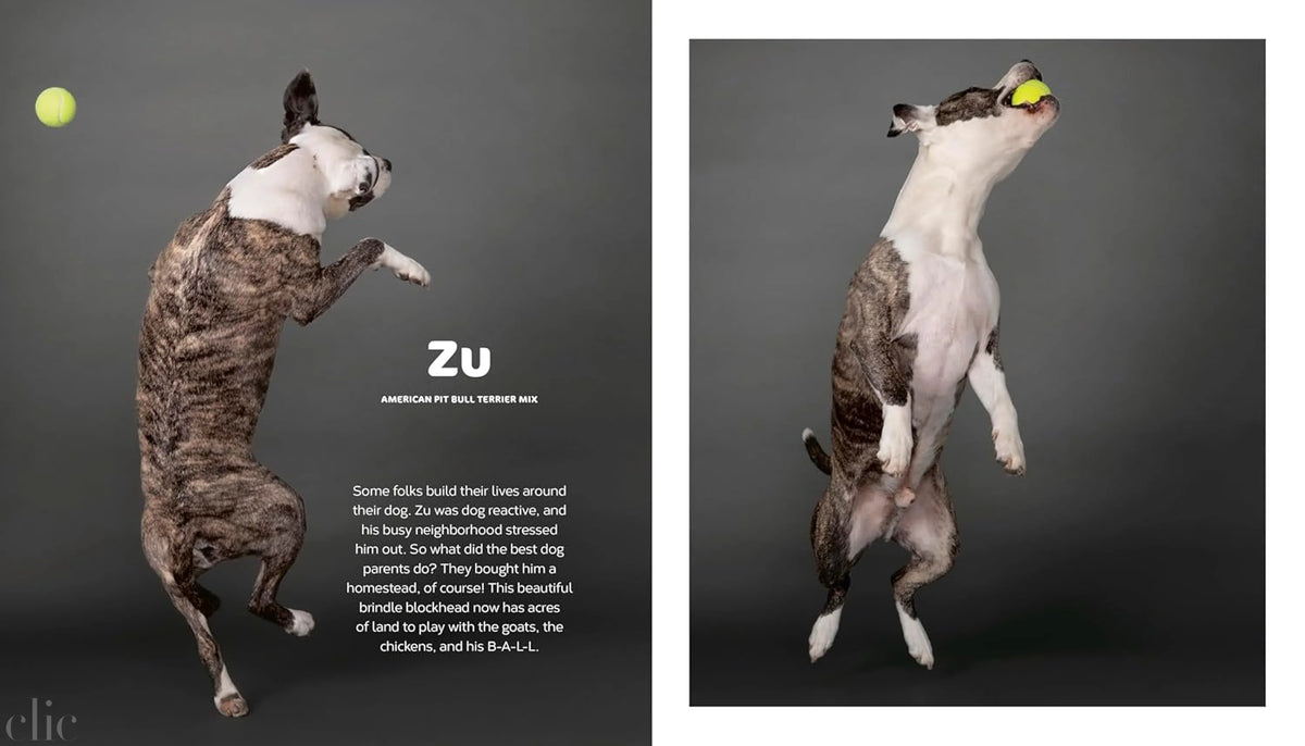 The Best Dog: Hilarious to Heartwarming Portraits of the Pups We Love