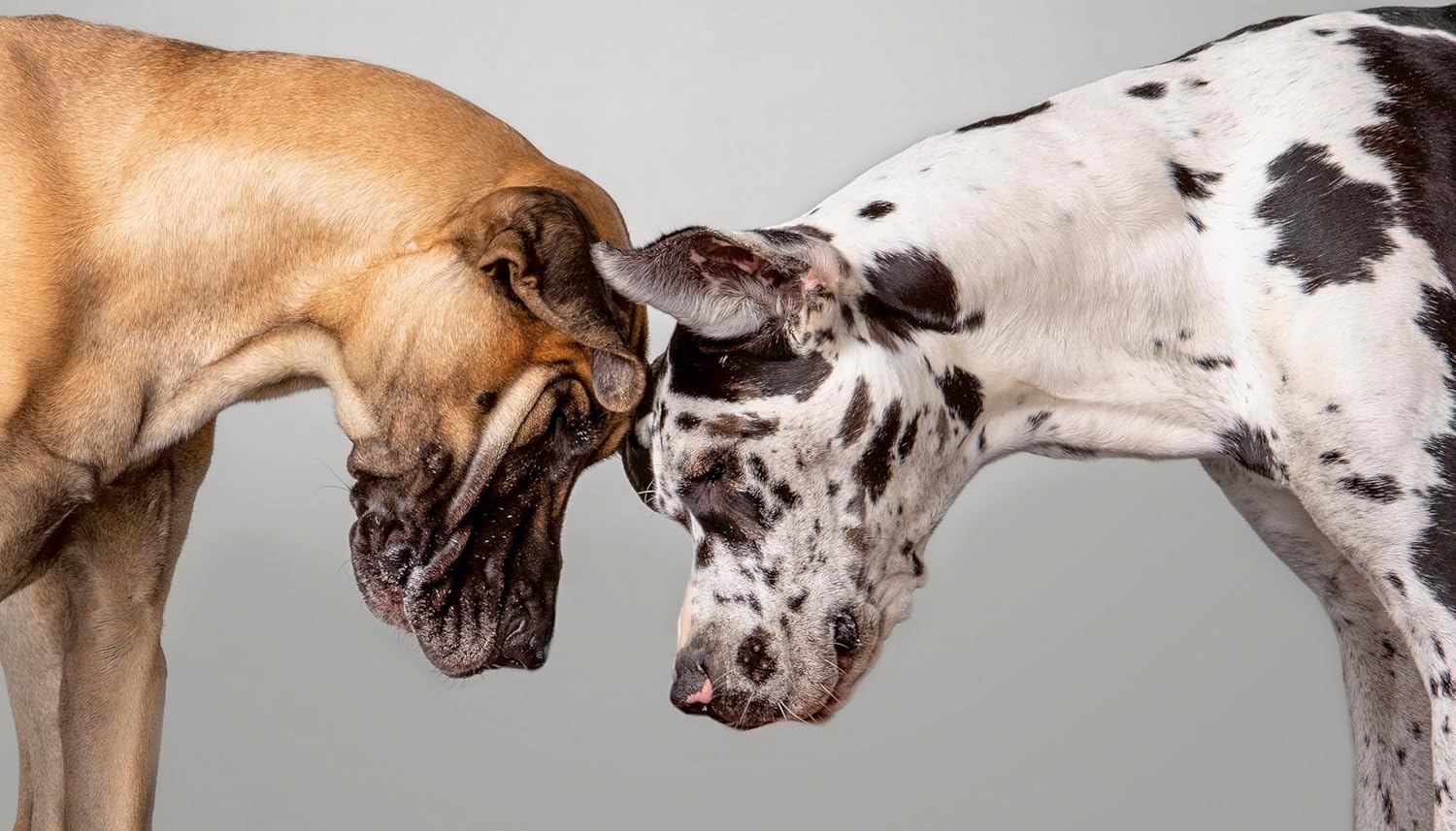 The Best Dog: Hilarious to Heartwarming Portraits of the Pups We Love