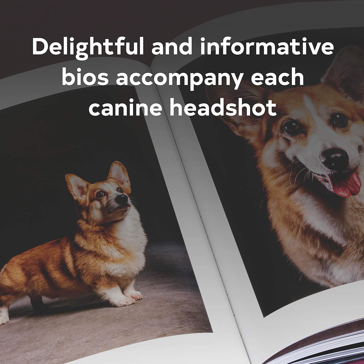 The Year of the Dogs