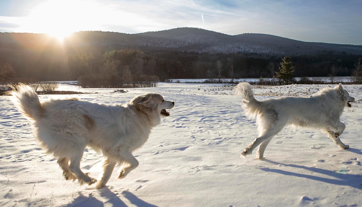 The Best Dog: Hilarious to Heartwarming Portraits of the Pups We Love
