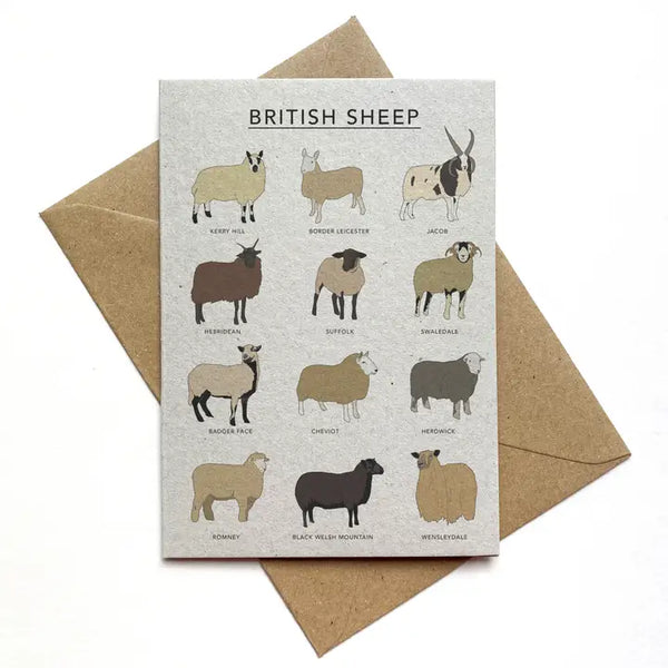 British Sheep Illustrated Card