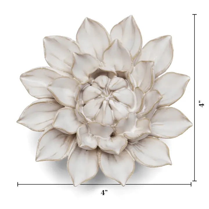 Monch Aster Dahlia in Ivory, from Chive