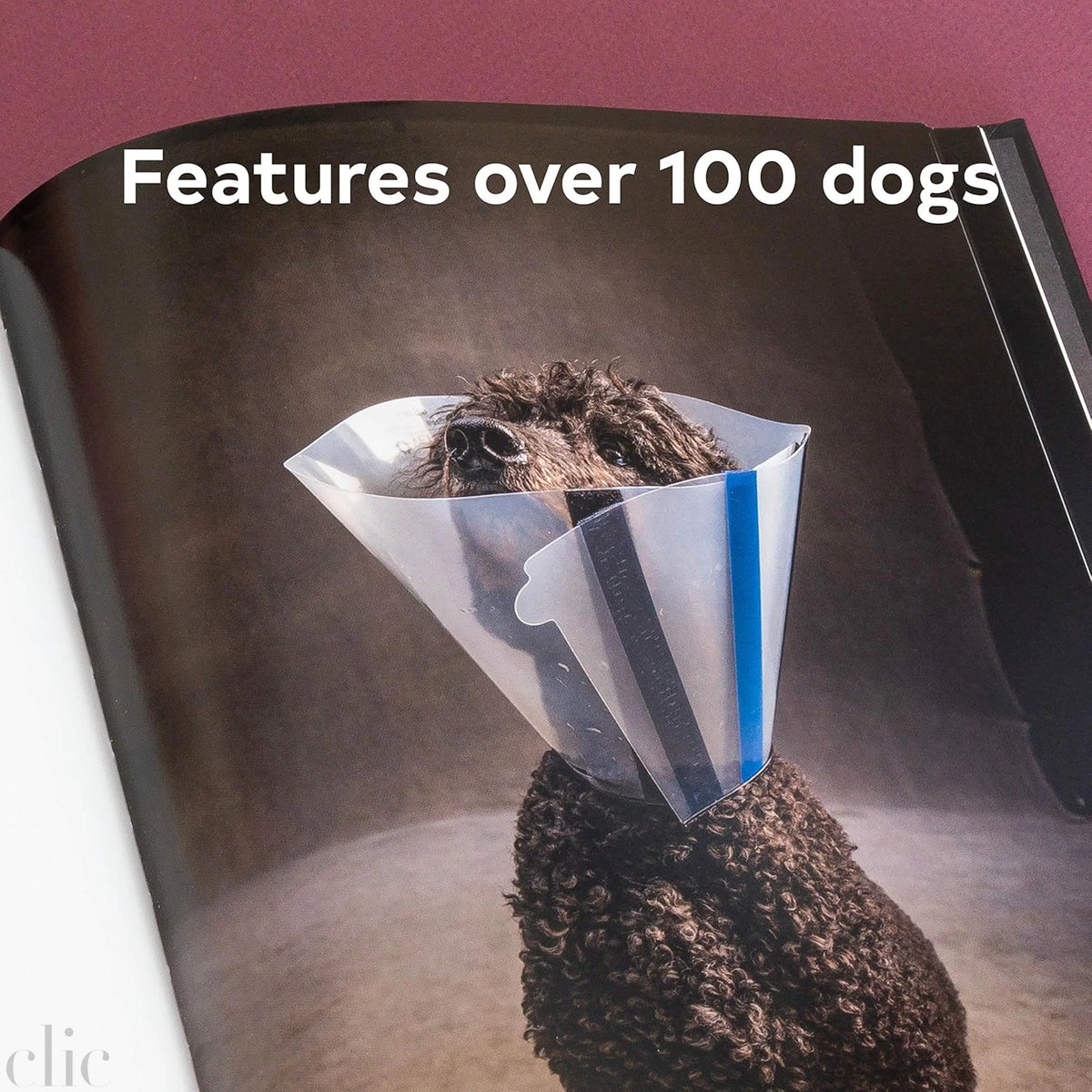 The Year of the Dogs