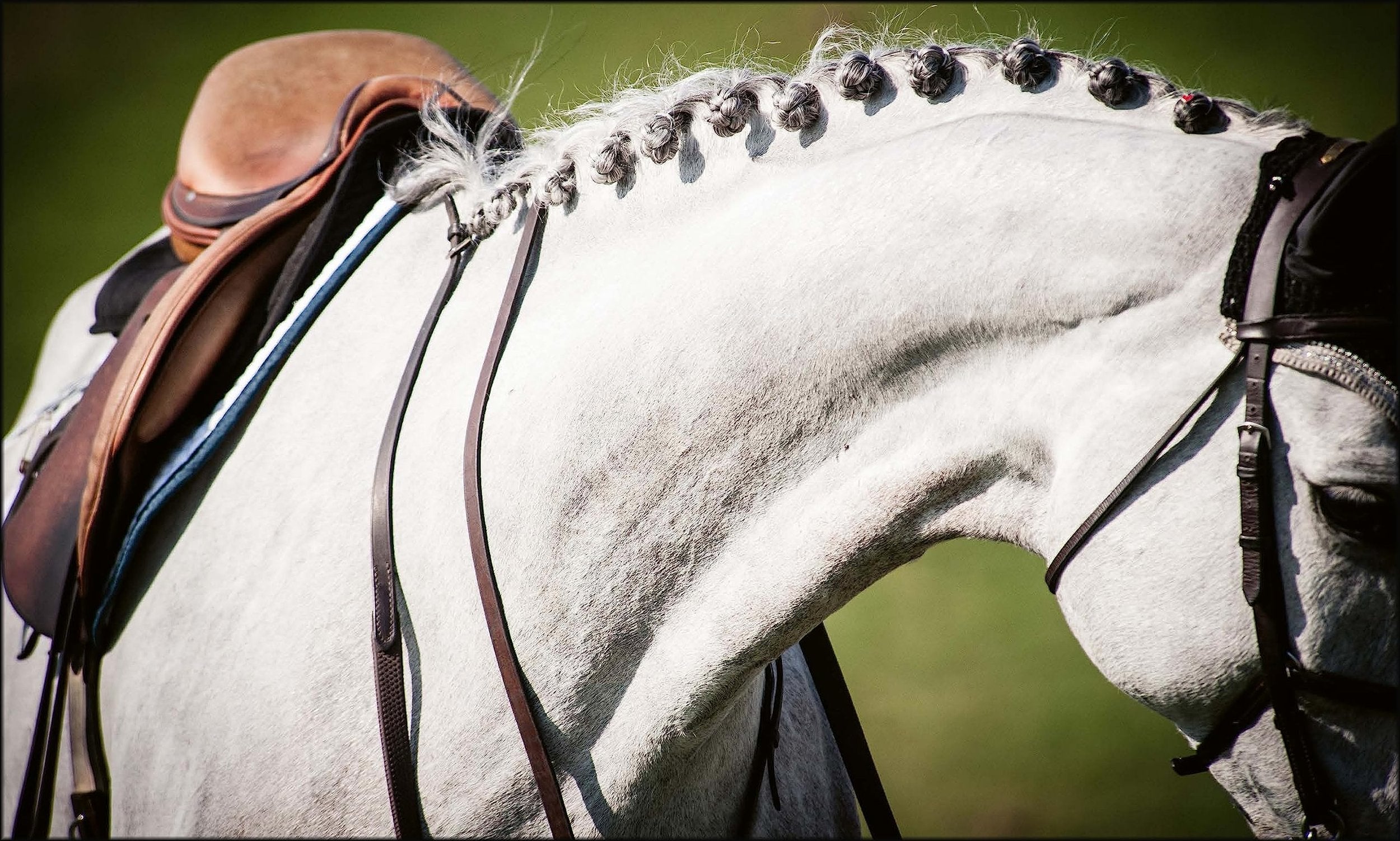 Equestrian Life in the Hamptons: In the Hamptons