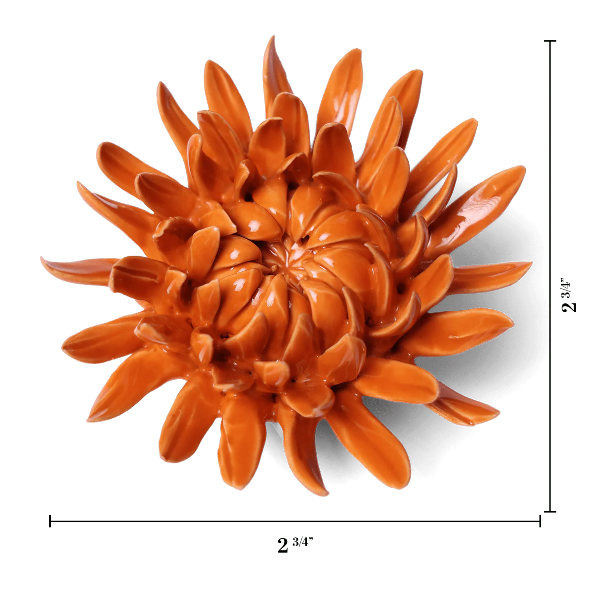 English Garden Mum in Orange, from Chive