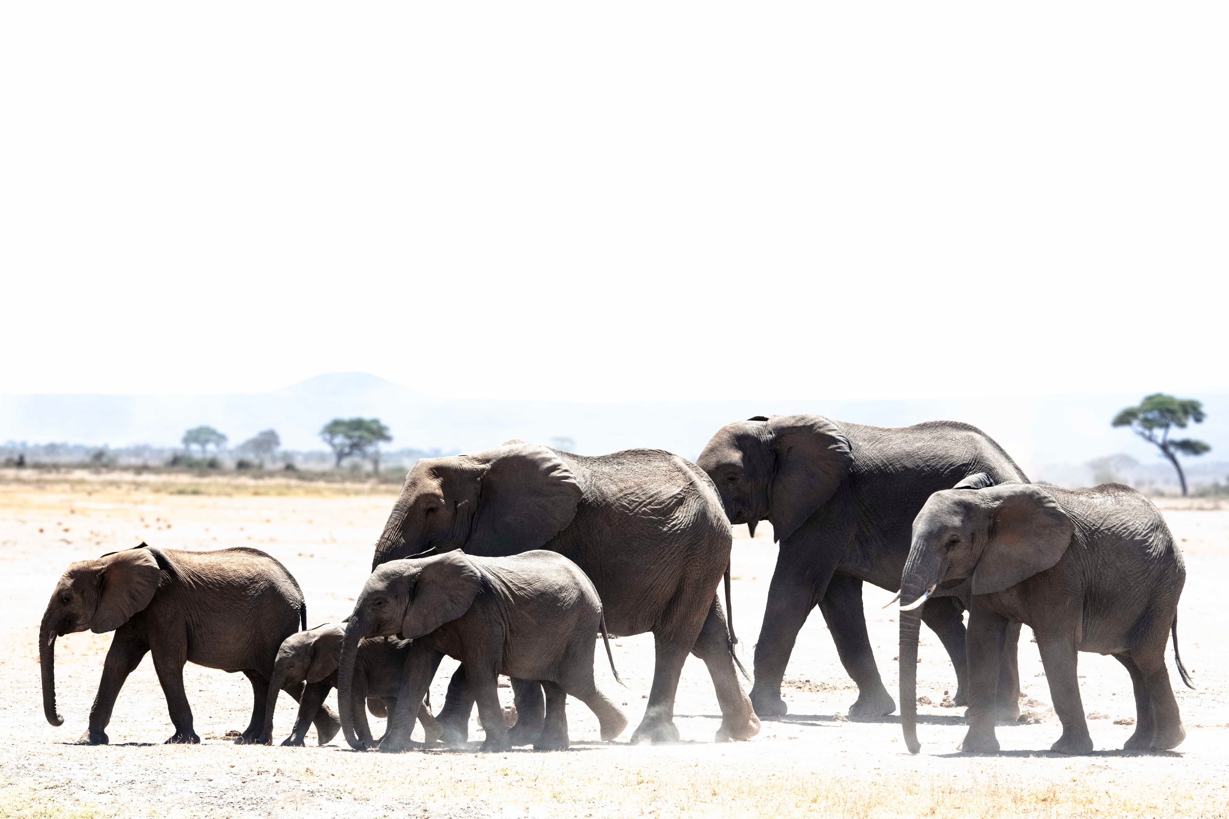 Elephant Family of 6 by Juliette Charvet