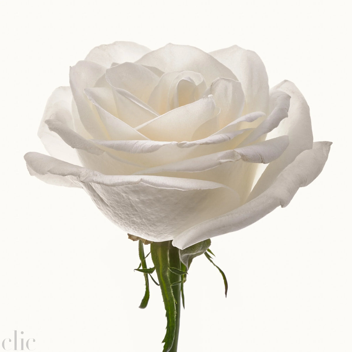 Flower Study 4 by Blaise Hayward