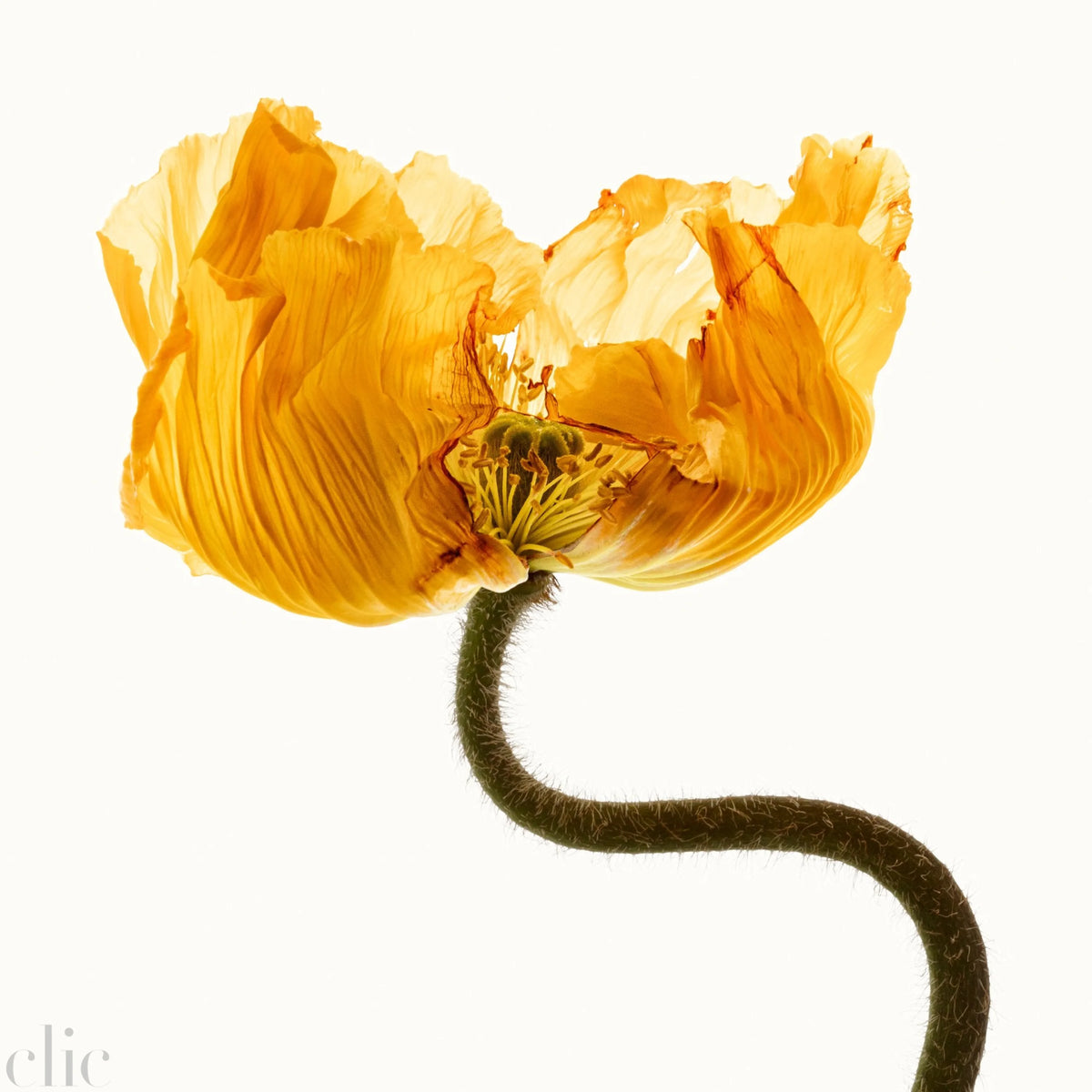 Flower Study 7 by Blaise Hayward