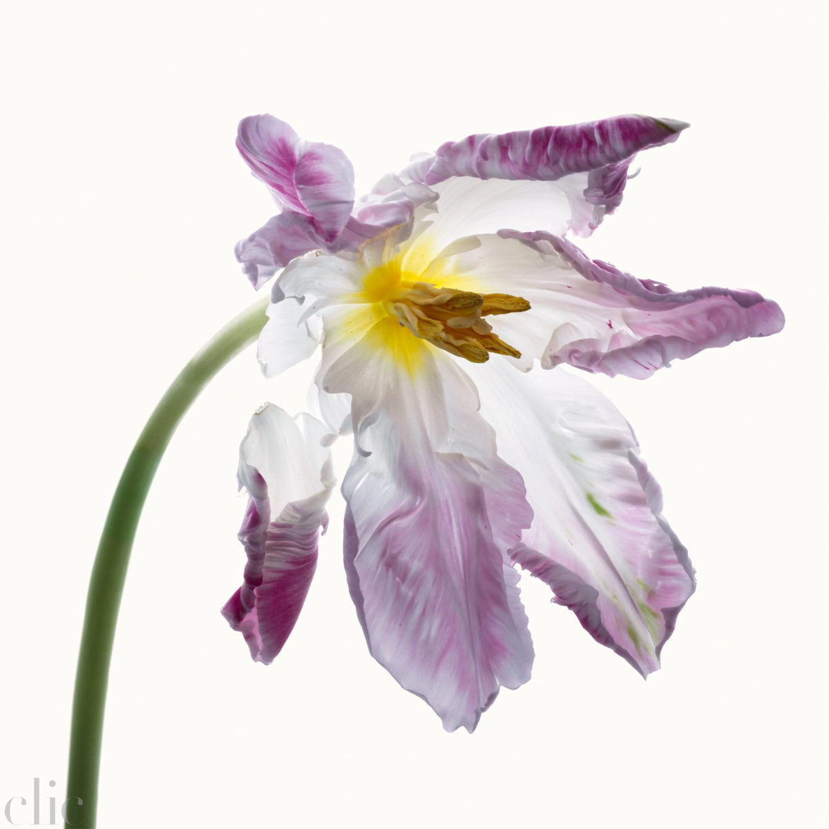 Flower Study 12 by Blaise Hayward