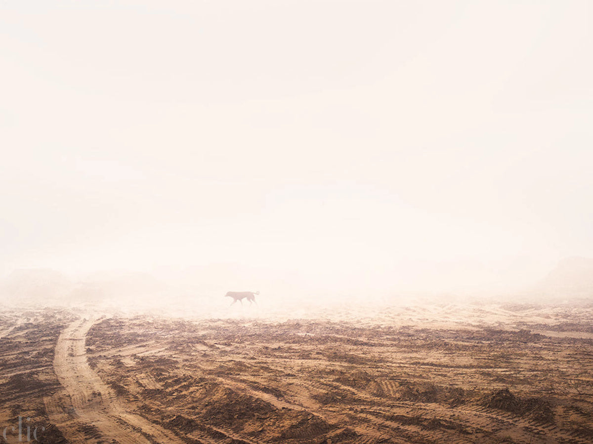 Landscape with a lone animal in the distance