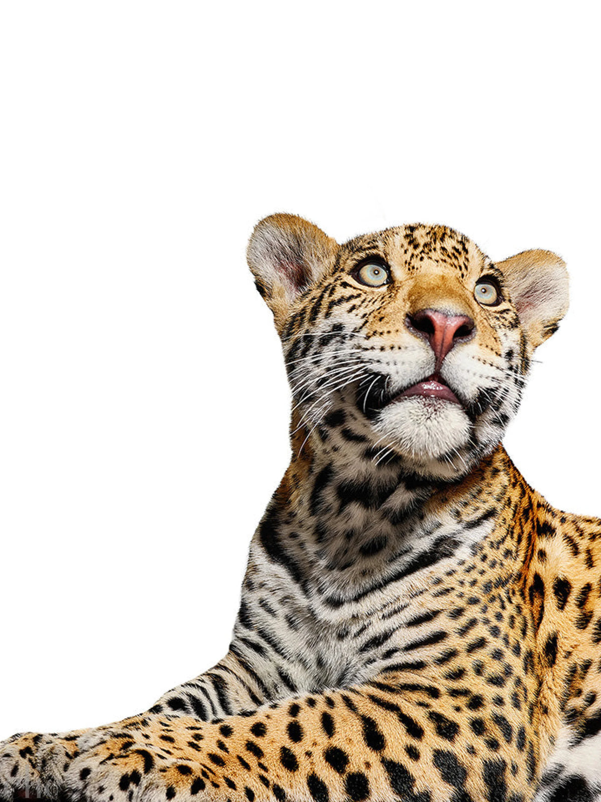 Mateo Looking Up by Shelli Breidenbach
