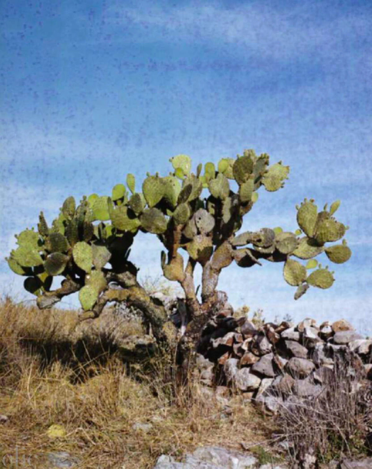 Nopal by Anne Menke