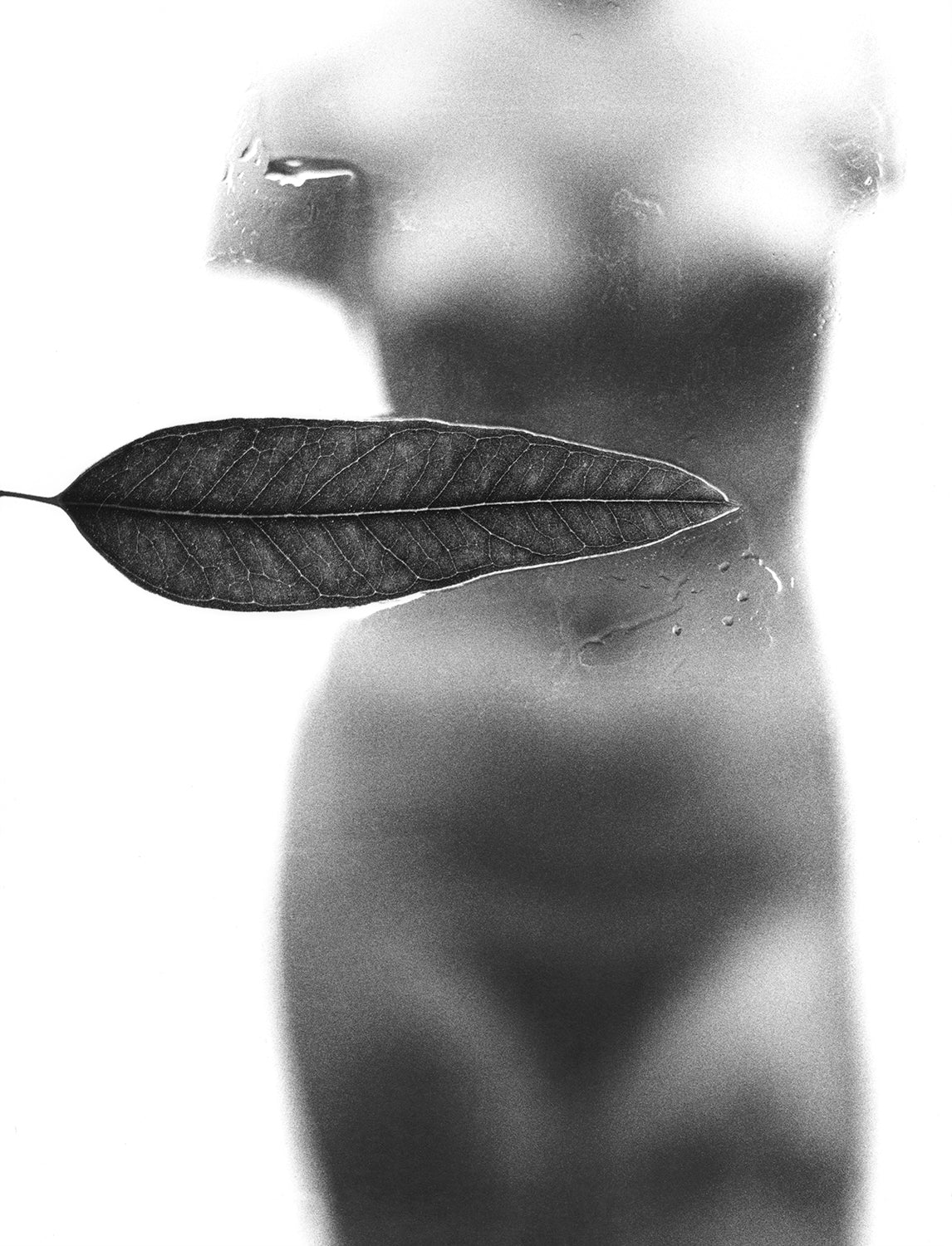 November Girl - Leaf Montage by Sam Haskins