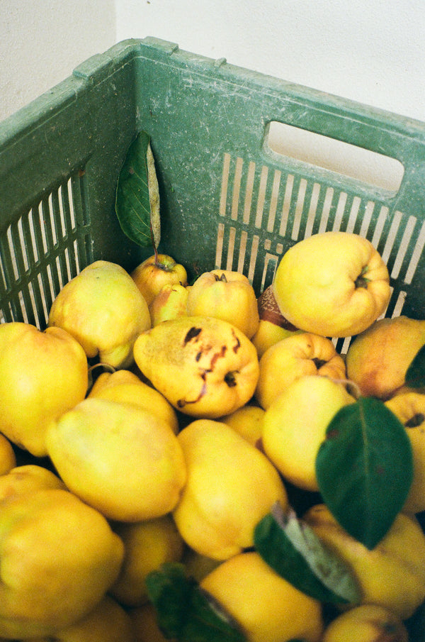 Ripe Quince (Film) by Nathalie Martinez