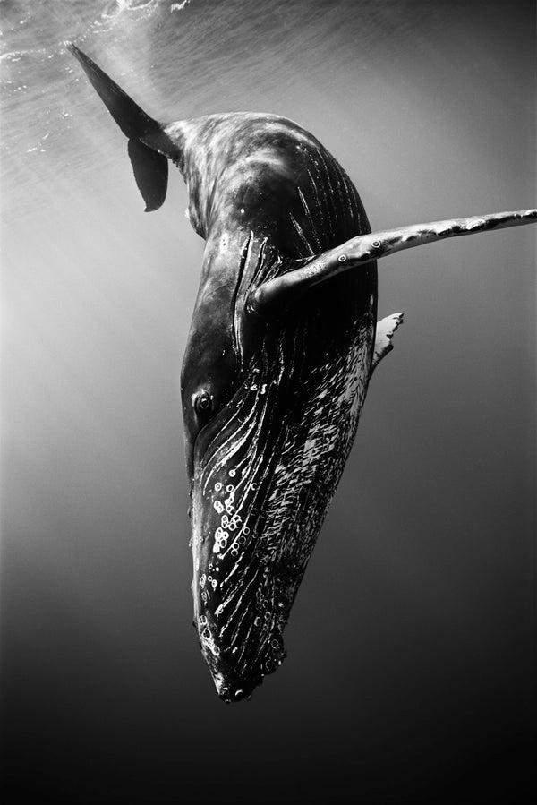 Diving Humpback Whale (SC-366) by Wayne Levin