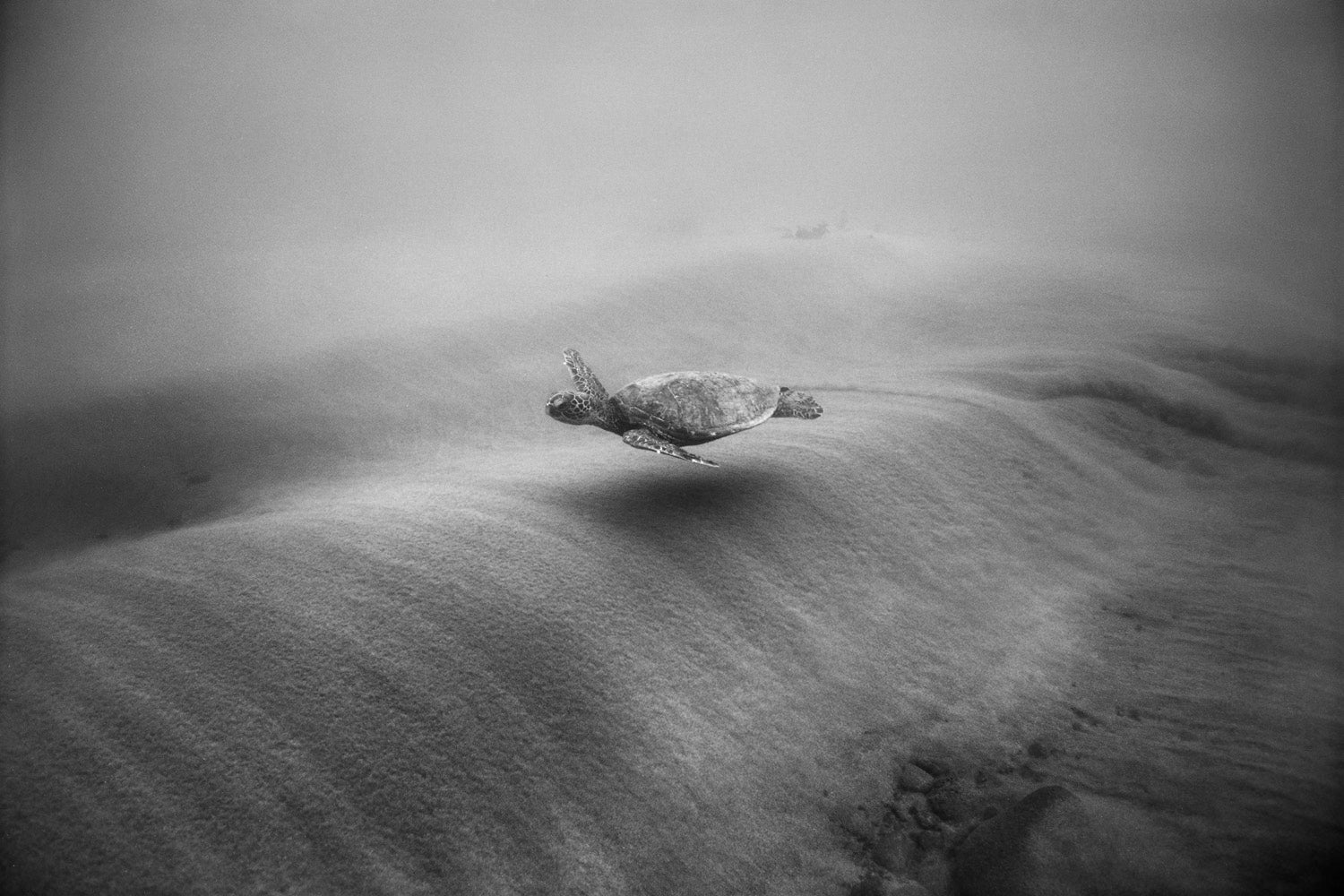 Green Sea Turtle over Moving Sand (SC-596) by Wayne Levin