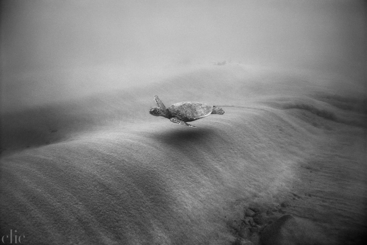 Green Sea Turtle over Moving Sand (SC-596) by Wayne Levin