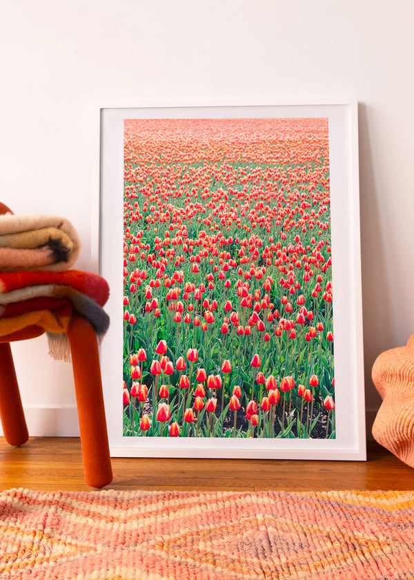 Sea of Red Tulips  by Kate Holstein