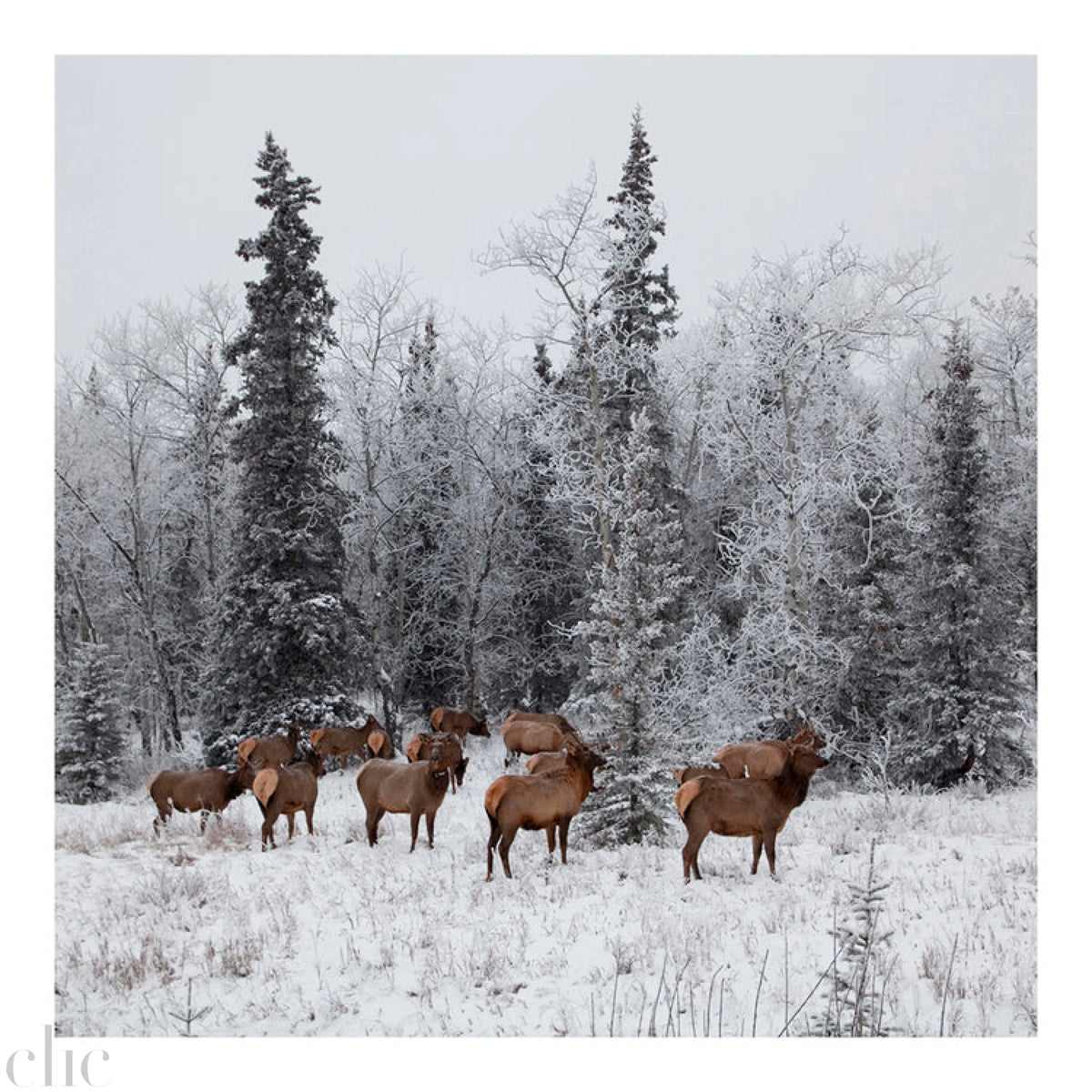 The Herd by Magda Biernat