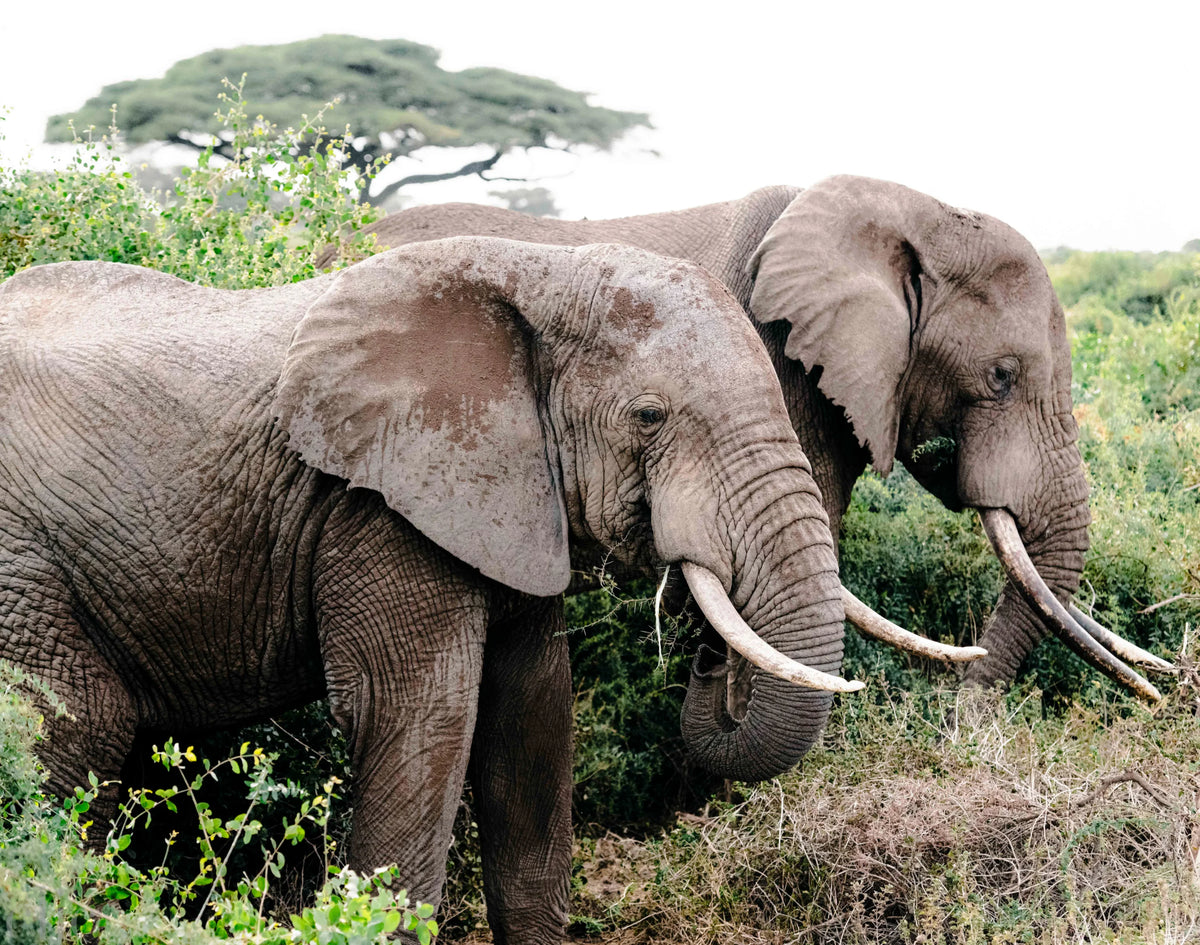 Elephant Duo by Juliette Charvet