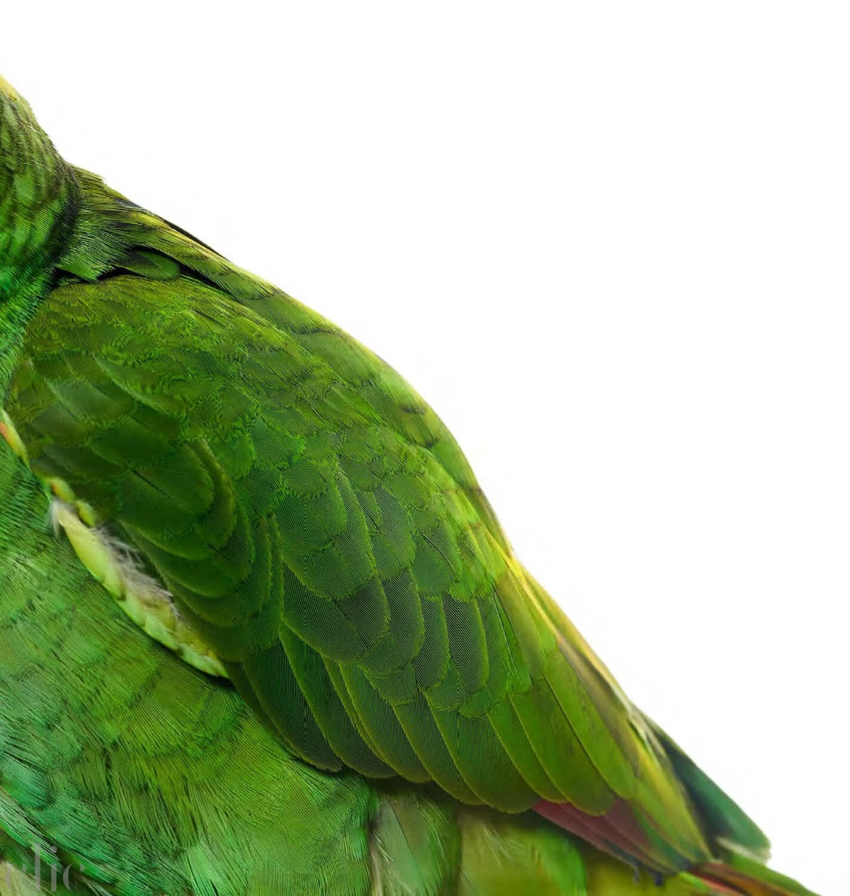 Bird 3 by Shelli Breidenbach