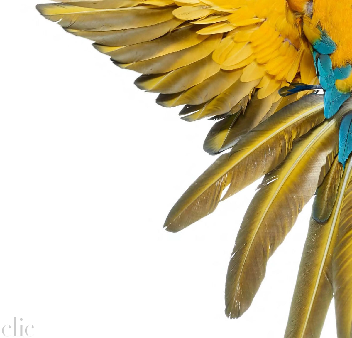 Bird 5 by Shelli Breidenbach
