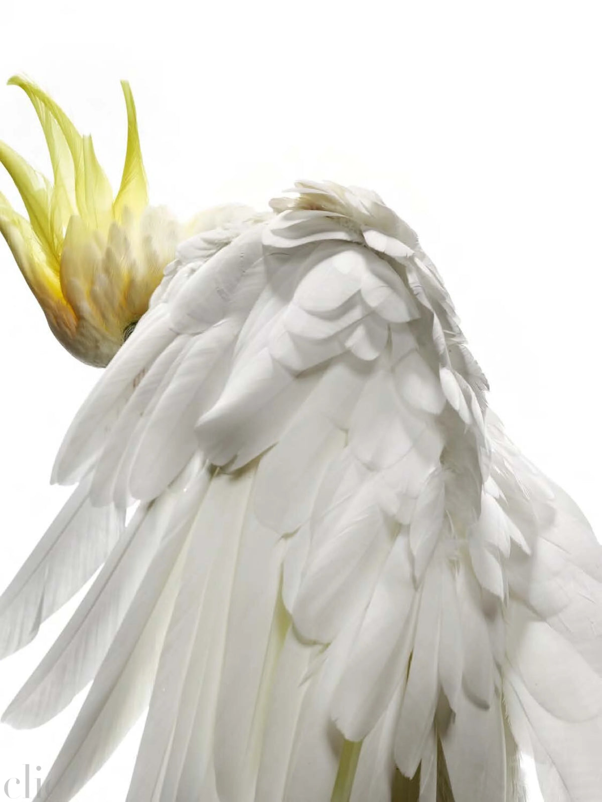 Bird 13 by Shelli Breidenbach