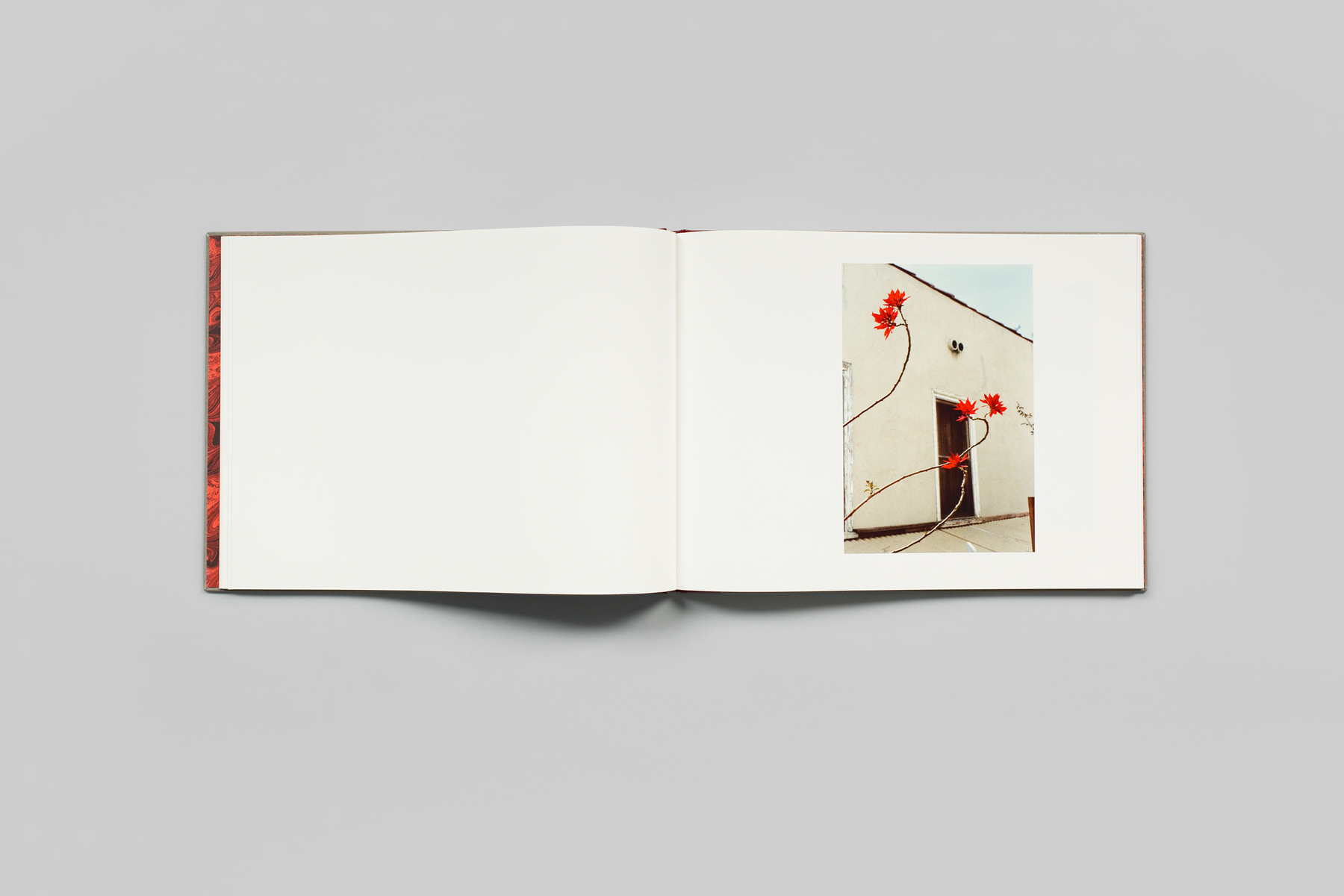 Flowers by William Eggleston