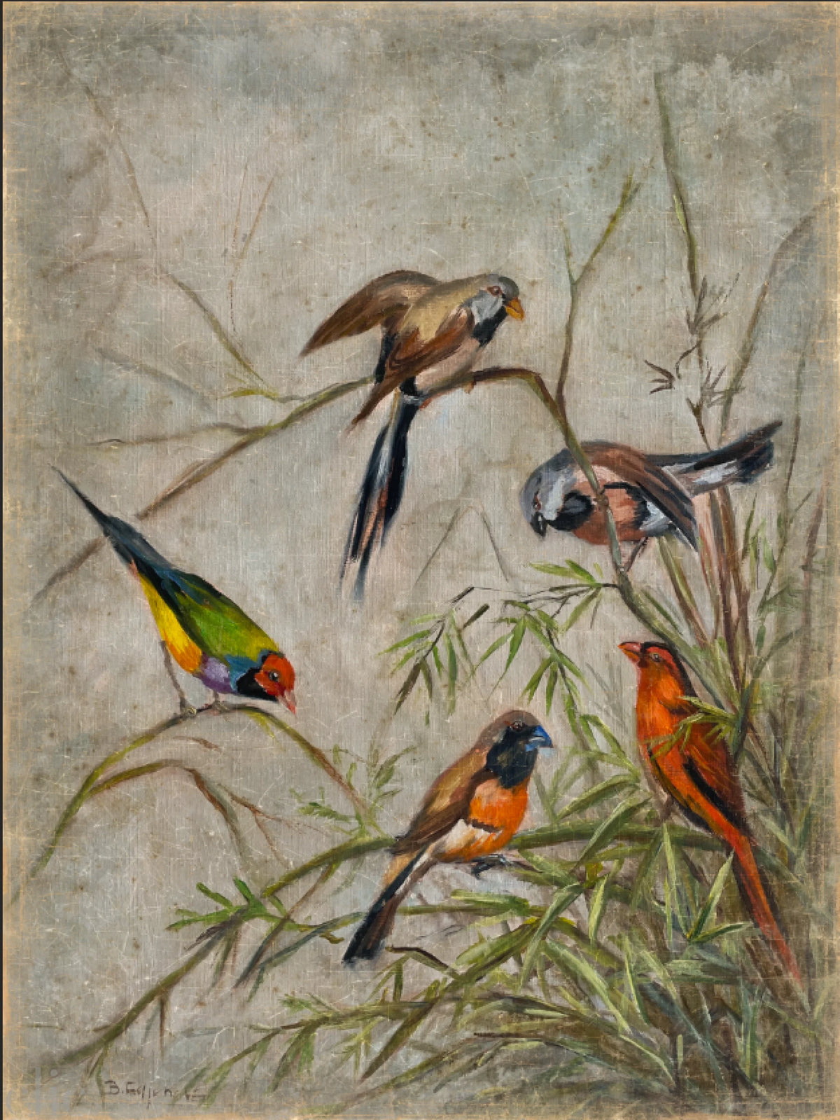 Colorful Oiseaux Wallpaper, from Alfonz