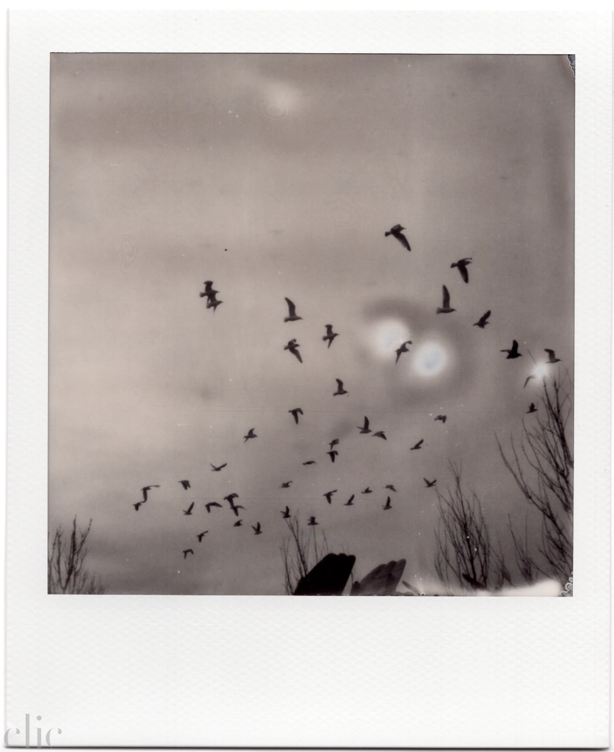 Montauk Birds by Alex Moore