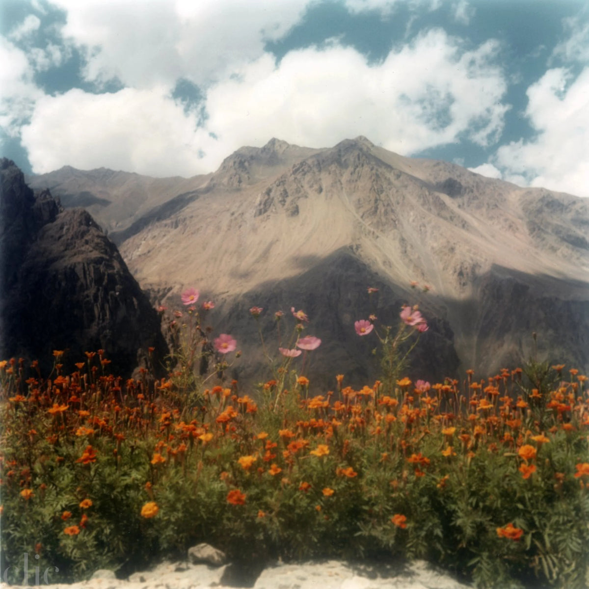Ladakh Flower by Dhagpo Lobsang