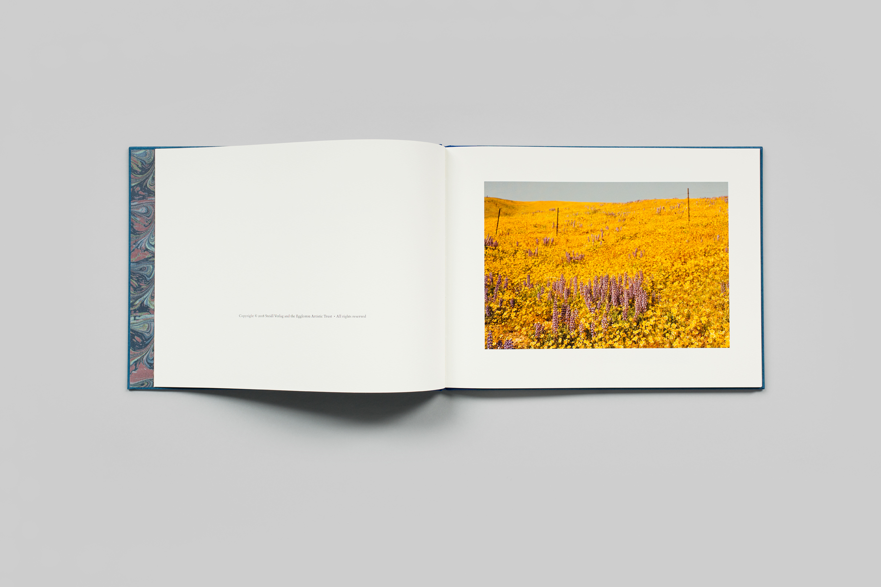 Morals of Vision by William Eggleston