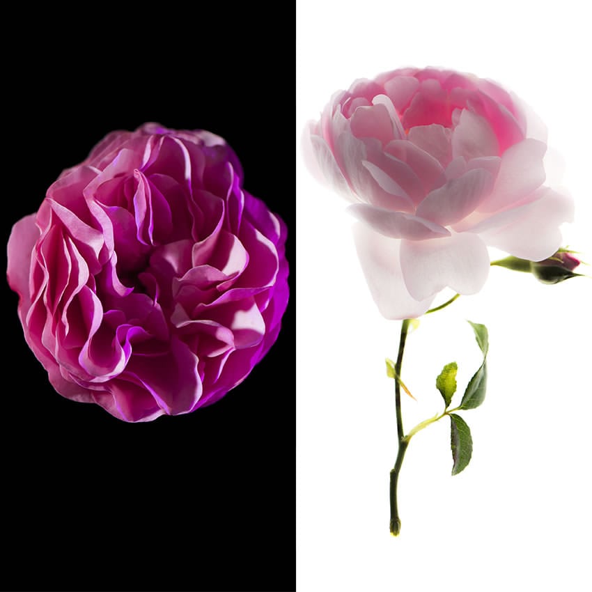 Rose Range, from Society of Scent