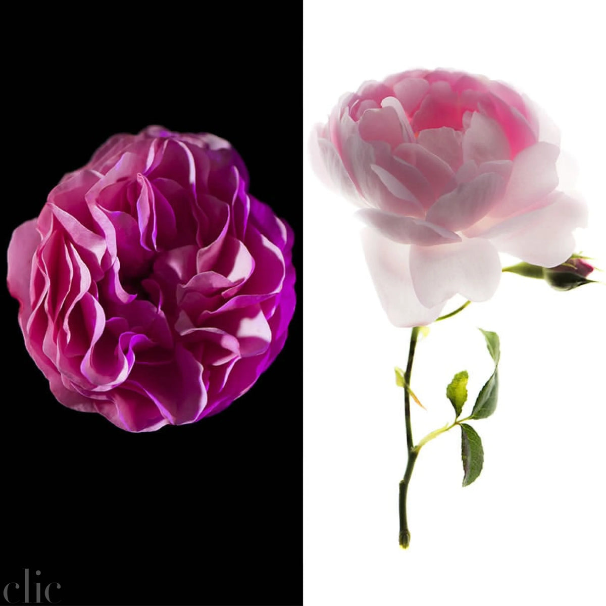 Rose Range, from Society of Scent