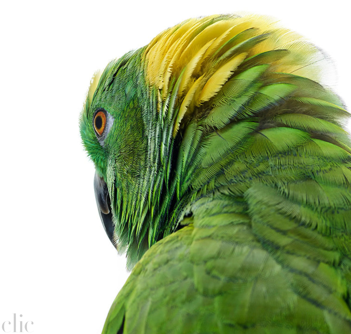 Bird 1 by Shelli Breidenbach