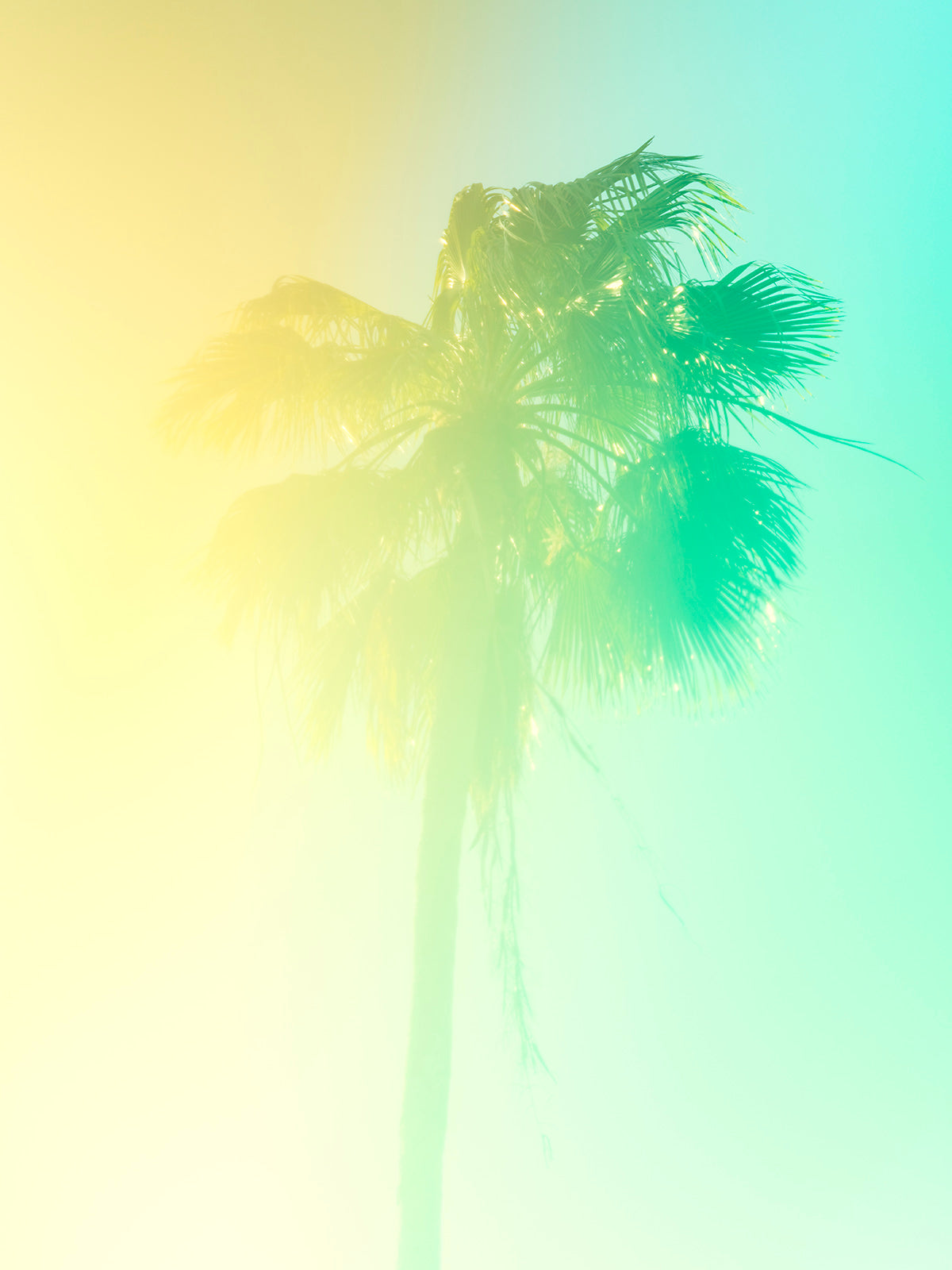 Palm 16 Turks and Caicos by Tommy Kwak
