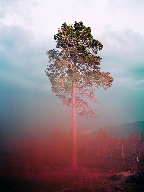 Tree Abisko, Sweden by Tommy Kwak