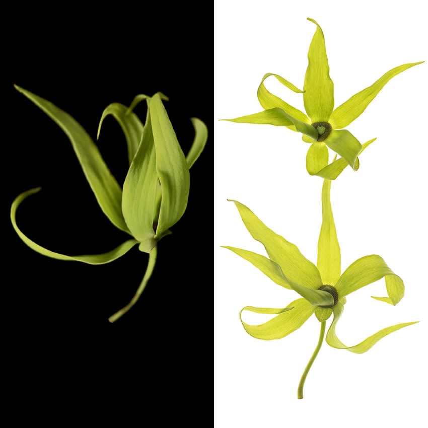 Calla Licious, from Society of Scent