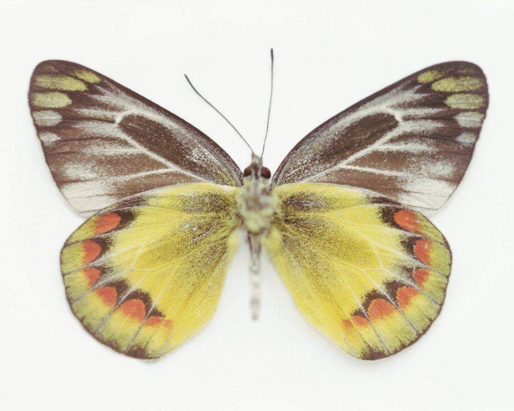 Untitled (10_0721), 2010 by Samuel Bayer