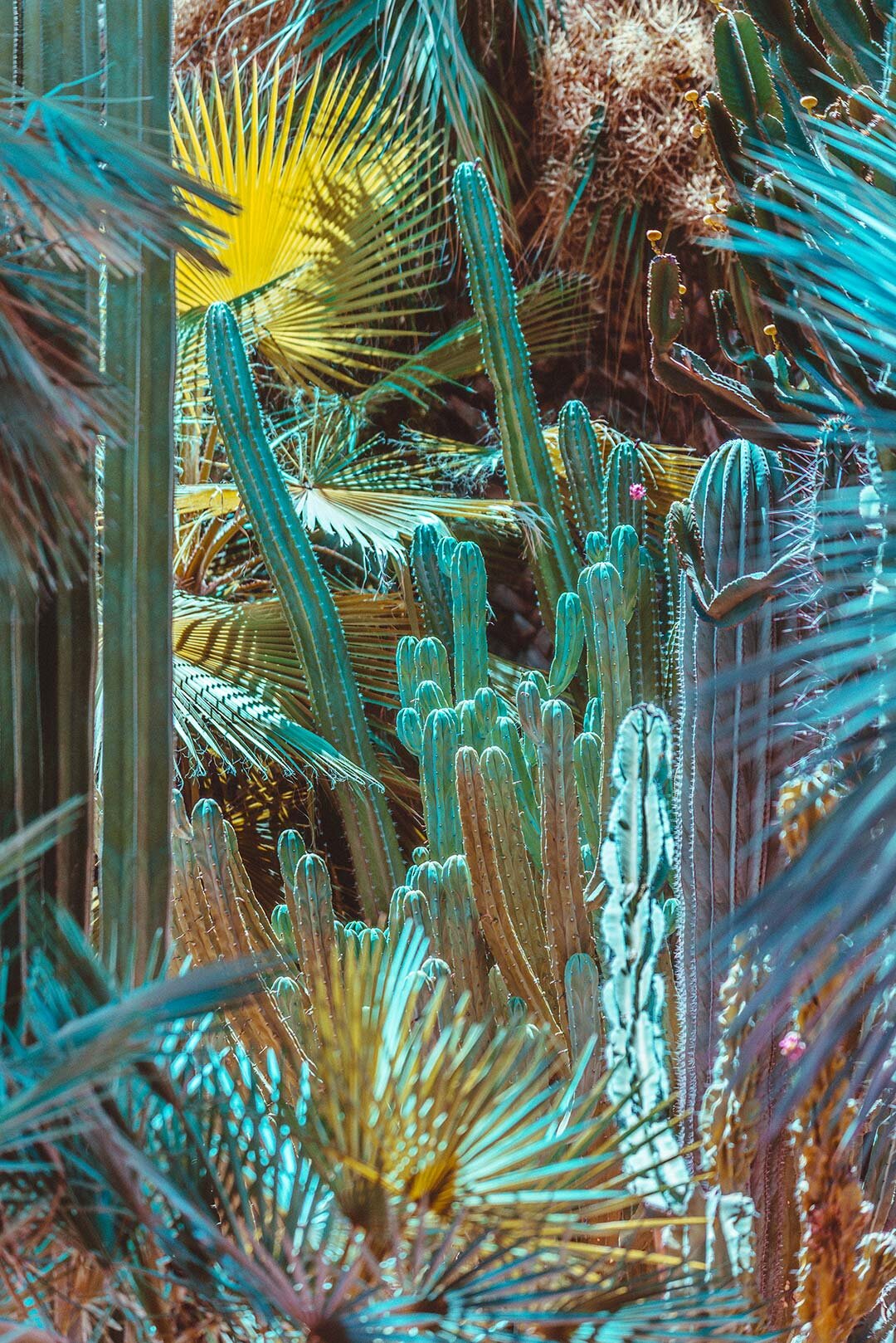 Jardin Majorelle I by Pottsy