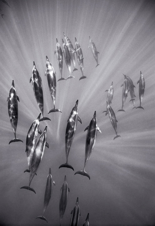 Surfacing Spinner Dolphins (SC-555) by Wayne Levin