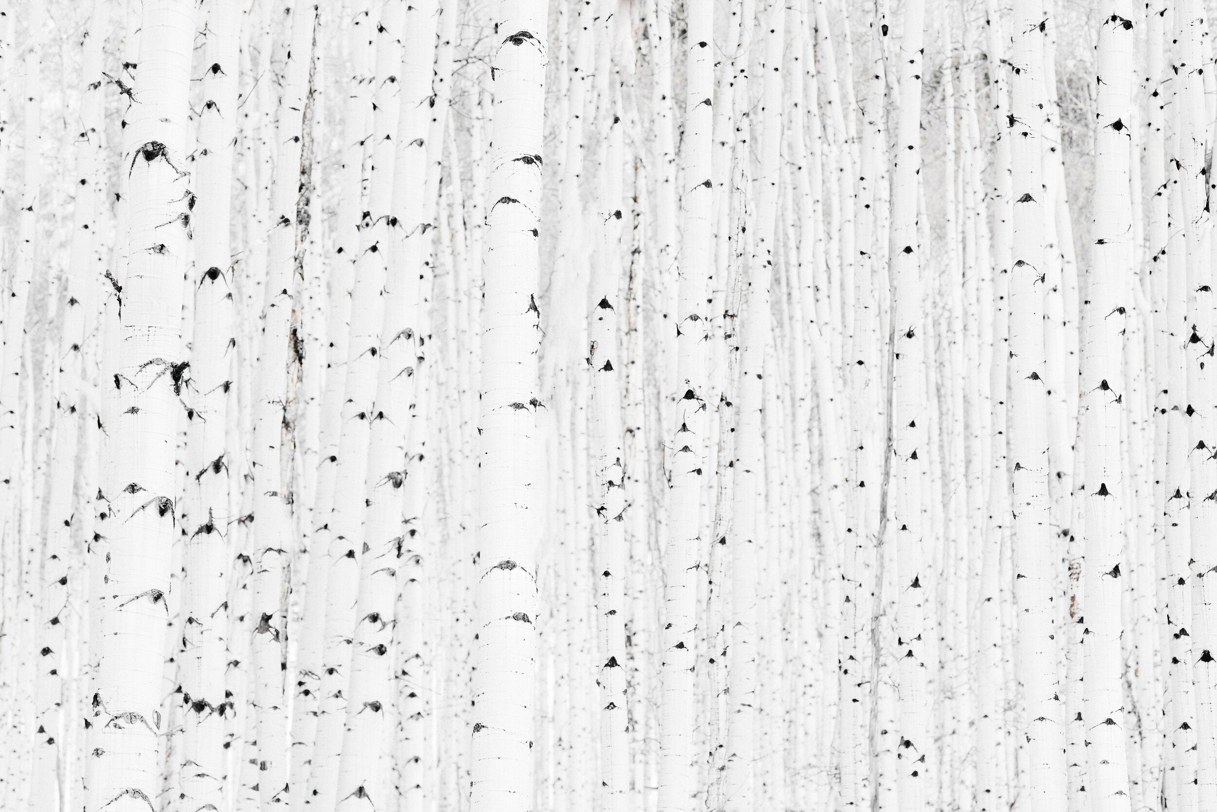 Aspen Grove by Kate Holstein