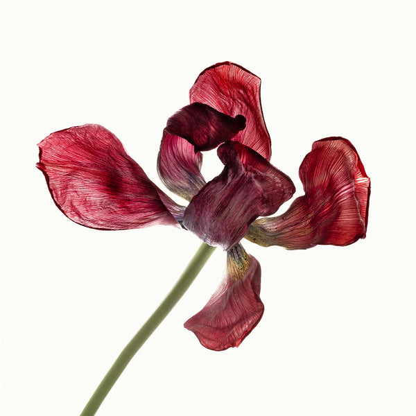 Flower Study 19 by Blaise Hayward
